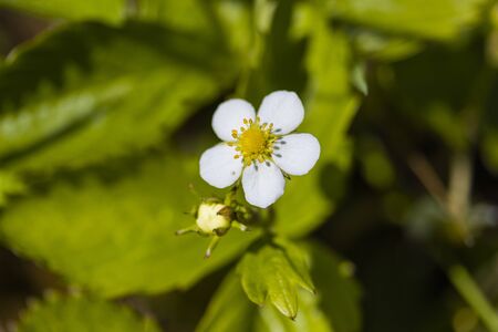 Beautiful white flower on the spring fieldの写真素材