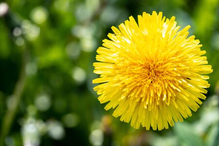 Big yellow dandelion isolatedの写真素材