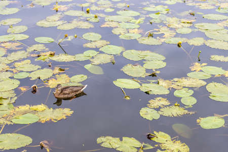 Pond with still water and duck on water surfaceの写真素材