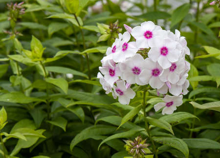 Phlox paniculata bushes at bright dayの写真素材
