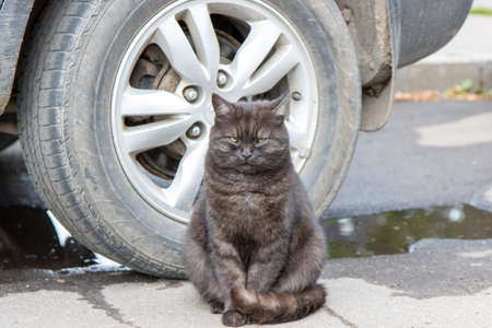 Beautiful stray cat sitting behind a carの写真素材