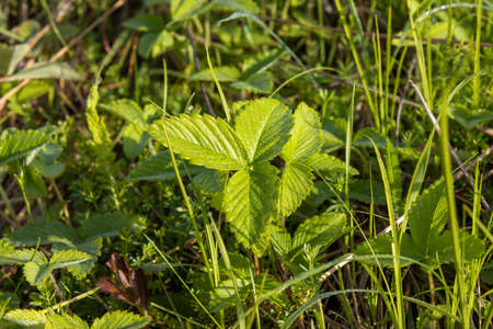 Green grass cover closeup at bright dayの写真素材