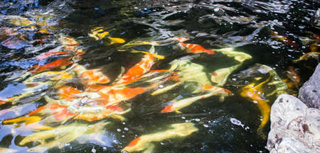 Beautiful colorful fish in the fish pond