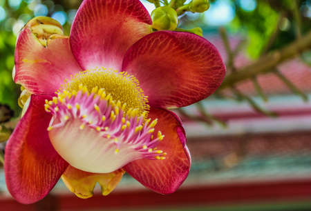 Sal has a beautiful red in the temple の写真素材