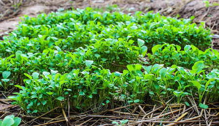 A variety of vegetables grown on the farm の写真素材