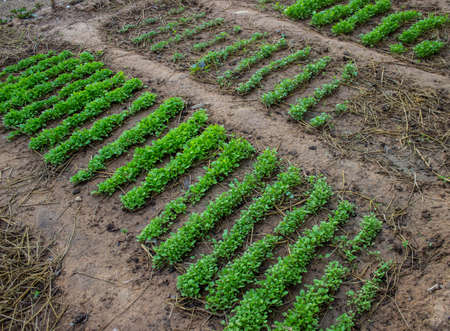 A variety of vegetables grown on the farm の写真素材