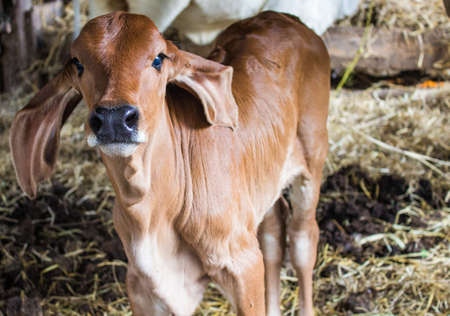 Brown cow ears long fed on farms.の写真素材