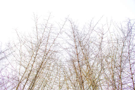 A group of bamboo trees occur naturallyの写真素材