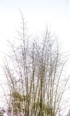 A group of bamboo trees occur naturallyの写真素材