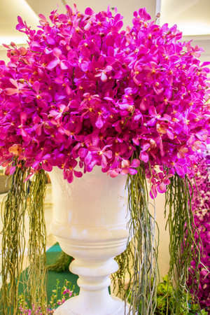 BANGKOK, THAILAND-JUNE6: white vase decorated with pink orchids Spicies in the event of 7th Siam Paragon Bangkok Royal Orchid Paradise on June 6, 2013 in Bangkok Thailand.のeditorial素材