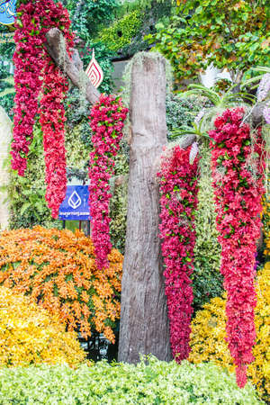 BANGKOK, THAILAND-JUNE6: beautiful decor of a variety of more than 81,000 species of orchid flower Spicies in the event of 7th Siam Paragon Bangkok Royal Orchid Paradise on June 6, 2013 in Bangkok Thailand.のeditorial素材