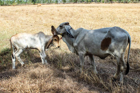The mother is tending the calf and encouraging it to stand for the first timeの写真素材