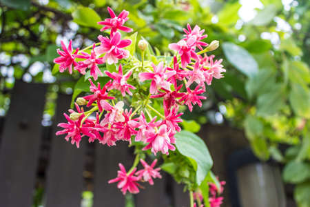 Quisqualis indica also known as the Chinese honeysuckle, Rangoon Creeper, and Combretum indicumの写真素材