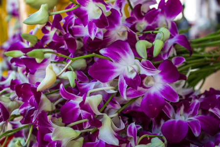 Pink orchid flower for respect Buddha in the temple の写真素材