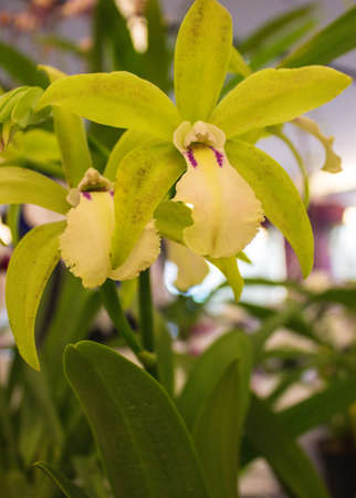 Green and white orchid flowers bloom beautiful.の写真素材