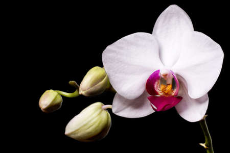 white orchid on a black backgroundの写真素材