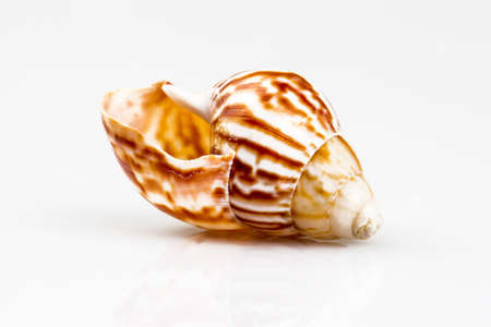 Sea shell isolated on white background