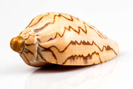 Sea shell isolated on white background