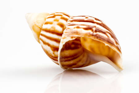Sea shell isolated on white background