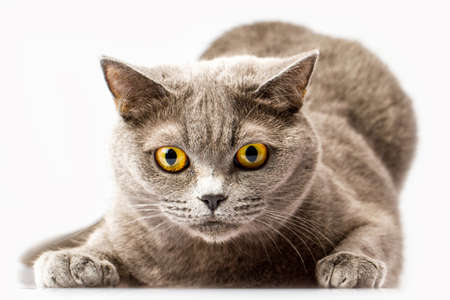 Briton cat on white background