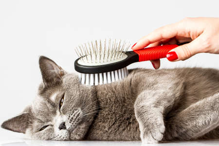 woman combing British cat on white background woman combing British cat on white background