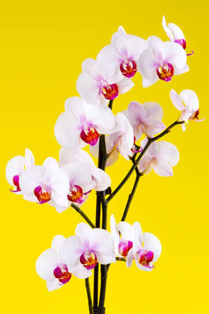 twig blooming orchids on yellow の写真素材