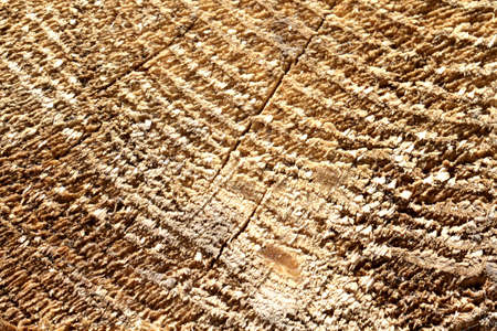 background wood, wood texture