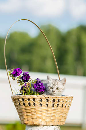 little fluffy kitten sitting in a wicker basket with flowersの写真素材
