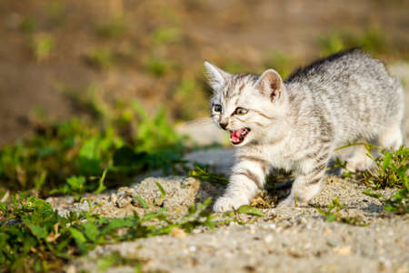 mall gray kitten runs on the gray sandの写真素材