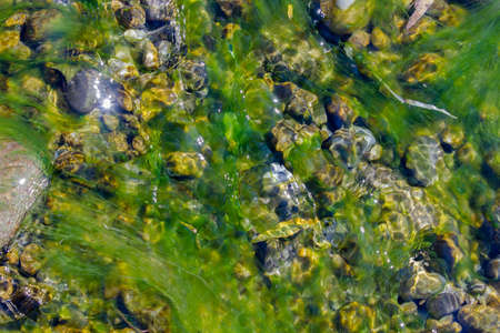 green algae in the water among the stones