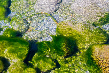 green algae in the water among the stonesの写真素材