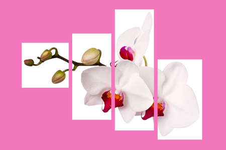 orchid pattern consisting of four paintings, pink backgroundの写真素材