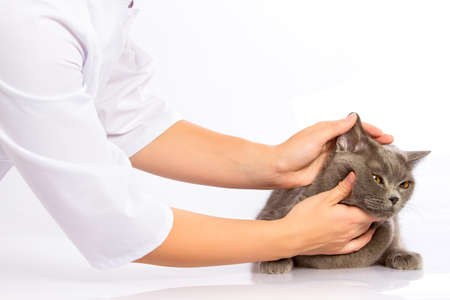 Doctor examines a cat on a white table against a white backgroundの写真素材