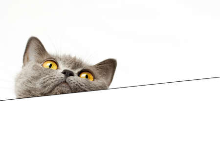 British cat peeking out from under the white backgroundの写真素材