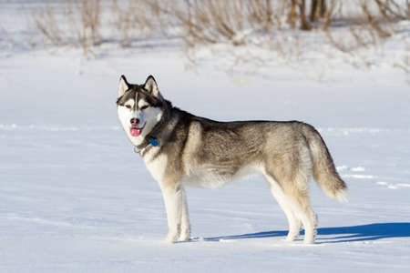 one husky stands at snow and looking at photographerの写真素材
