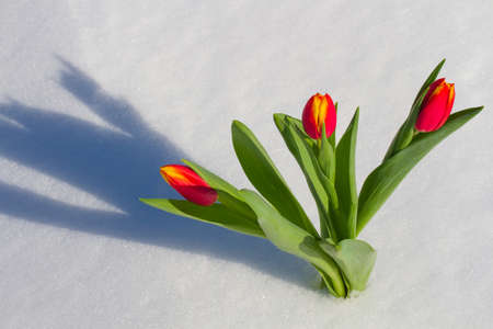 Tulips on a bright sunny day on the snowの写真素材