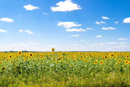 Blooming sunflowers in the fields on a background of blue skyの写真素材