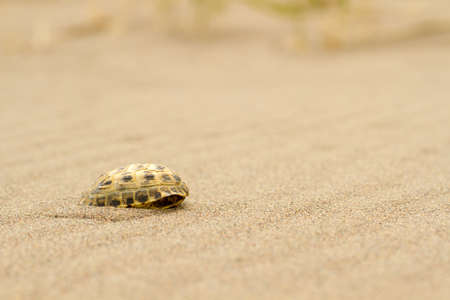 Tortoiseshell squeak in close-up, rush, buried in the sand shellの写真素材