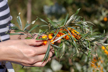 Girl collects buckthorn berries, close-up, puts it in the blue bin