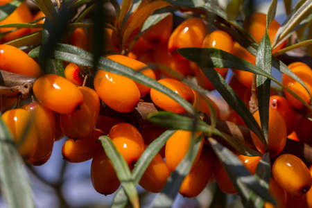 Branch with berries of sea buckthorn and green leaves on a background of grass and skyの写真素材