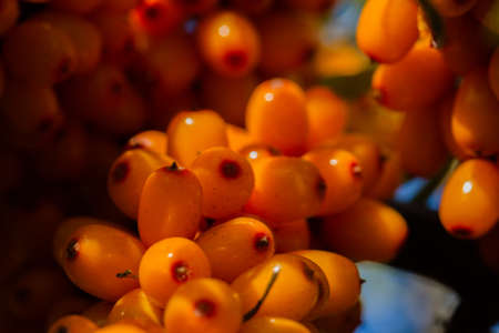 Branch with berries of sea buckthorn and green leaves on a background of grass and sky