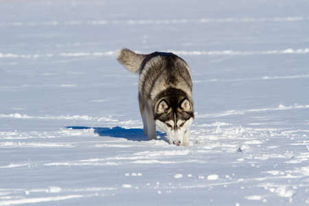 Siberian Husky in the snow in the winter
