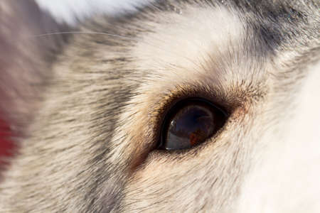 Siberian Husky in the snow in the winterの写真素材