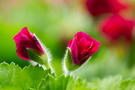 Two unopened flowers, green background, macro shotの写真素材