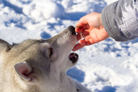 Siberian Husky in the snow in the winterの写真素材