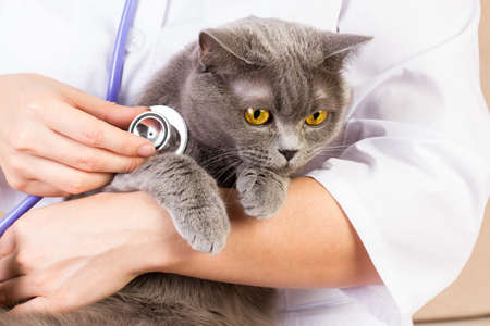 The doctor white coat with stetoscope holding a catの写真素材