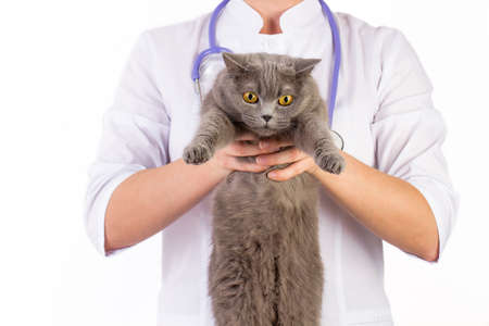 The veterinarian holds a cat in her arms on white backgroundの写真素材