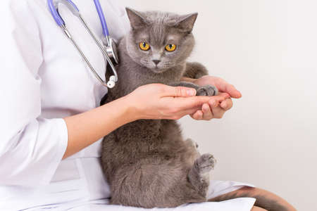 The doctor white coat with stetoscope holding a catの写真素材