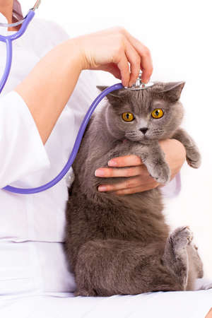 The doctor white coat with stetoscope holding a cat