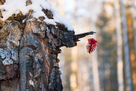 red lump weighs on the tree in winter